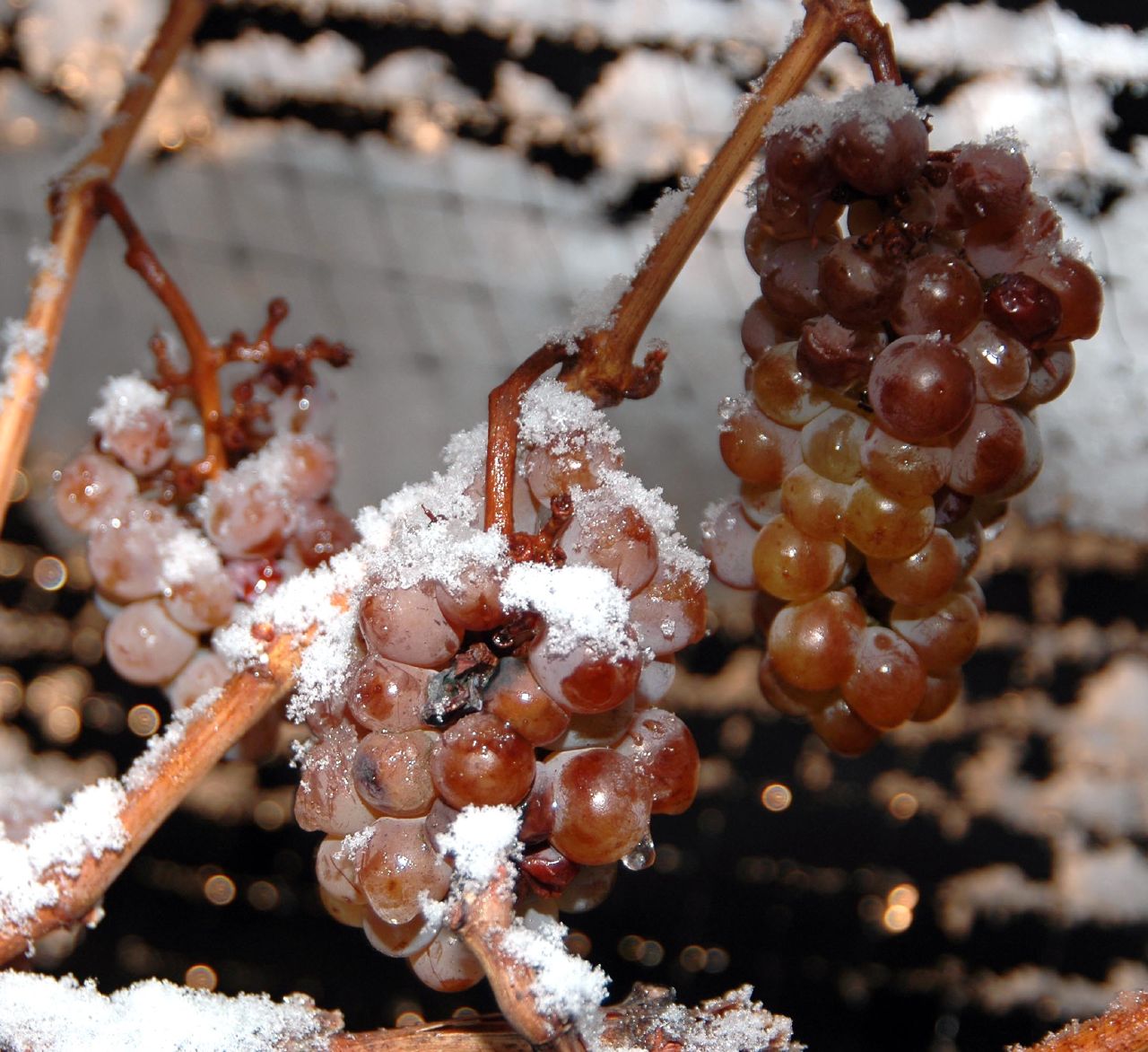 A frozen cluster of grapes hanging on the vine, coated in frost and ice, in midwinter